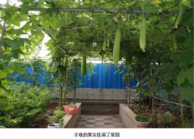 视觉中国关注双童屋顶菜园浙江金华瓜果飘香的企业菜园子实在是太赚