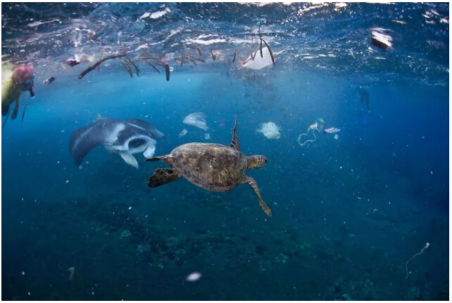 迄今为止 有700多种海洋生物 正在食用海洋垃圾